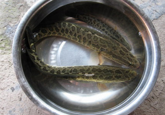 黑魚是什么魚？黑魚是鯰魚嗎
