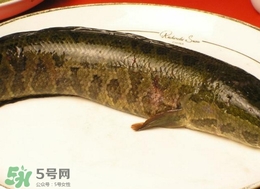 黑魚怎么做好吃？黑魚湯的做法
