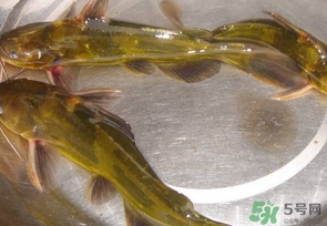 嘎魚是海魚嗎？嘎魚是什么魚