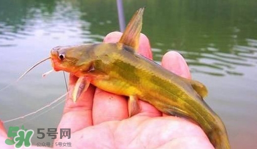 黃辣丁怎么釣？如何釣黃辣丁