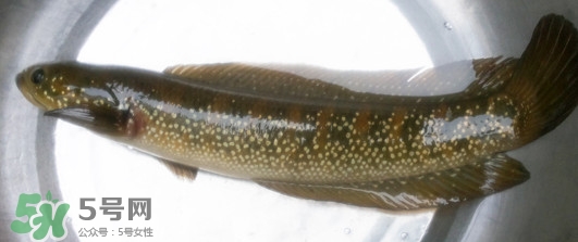 烏鱧魚多少錢一斤？烏鱧價(jià)格