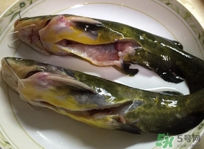 嘎魚是鯰魚嗎？嘎魚是黃辣丁嗎