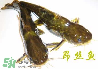黃顙魚不能和什么一起吃？黃顙魚不能與什么同吃？