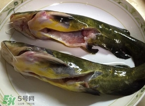 黃辣丁多少錢一斤？野生黃辣丁多少錢一斤