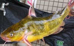 嘎魚是鯰魚嗎？嘎魚是黃辣丁嗎