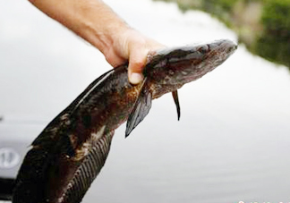 黑魚是發(fā)物嗎？黑魚是不是發(fā)物