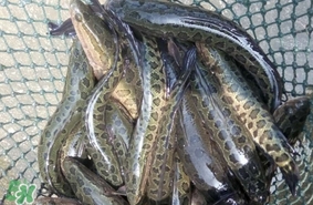 黑魚是發(fā)物嗎？黑魚是不是發(fā)物