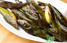 嘎魚是海魚嗎？嘎魚是什么魚
