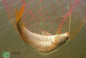 立夏怎么釣鯉魚？立夏釣鯉魚用什么餌料？