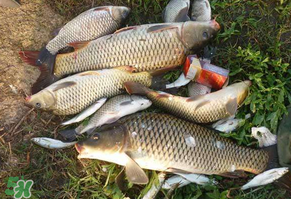 立夏怎么釣鯉魚？立夏釣鯉魚用什么餌料？