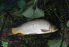 立夏怎么釣鯉魚？立夏釣鯉魚用什么餌料？