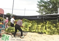 怎樣腌蒜苔容易儲存？怎樣腌蒜苔放的時間長