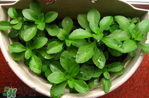 養(yǎng)心菜能生吃嗎？養(yǎng)心菜怎么吃？
