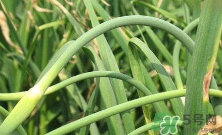 蒜薹什么時候采收？蒜薹什么時間抽