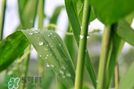 包粽子的葉子叫什么？包粽子的葉子怎么處理？