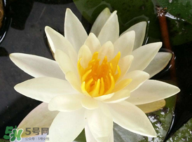?立夏是夏天嗎？?立夏是夏天的開(kāi)始嗎？