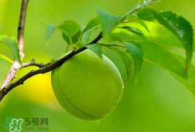 青梅不能和什么一起吃？青梅和什么相克？