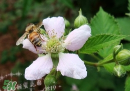 樹莓有毒嗎？樹莓有刺嗎？