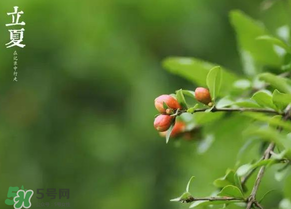 立夏要注意什么？立夏養(yǎng)生禁忌