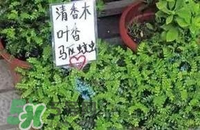 寶寶驅(qū)蚊產(chǎn)品哪個好？寶寶驅(qū)蚊用什么好？