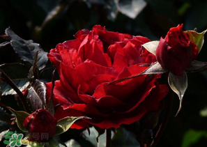 母親節(jié)可以送玫瑰花嗎？母親節(jié)送幾朵玫瑰花好？
