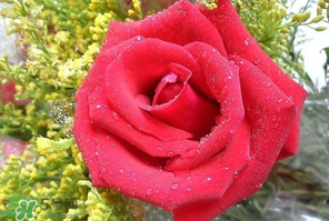 母親節(jié)可以送玫瑰花嗎？母親節(jié)送幾朵玫瑰花好？