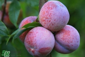 三華李怎么種植？三華李種植技術(shù)