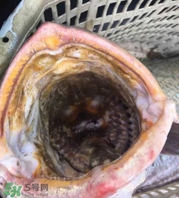 天價(jià)魚賣出347萬 金錢鳘為什么這么貴？