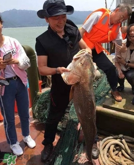 天價(jià)魚賣出347萬 金錢鳘為什么這么貴？