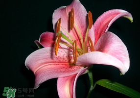 母親節(jié)可以送百合嗎？送母親百合花該送幾朵？