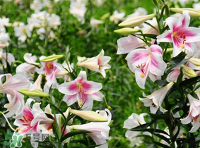 母親節(jié)可以送百合嗎？送母親百合花該送幾朵？