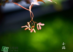 小滿是什么節(jié)氣？小滿是第幾個節(jié)氣？