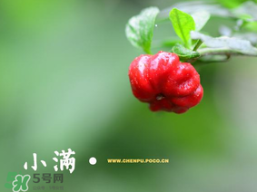 小滿是什么節(jié)氣？小滿是第幾個節(jié)氣？