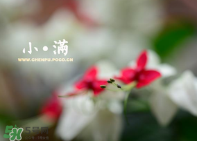 小滿是什么節(jié)氣？小滿是第幾個節(jié)氣？