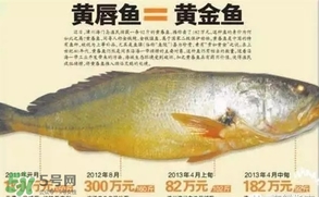 黃唇魚(yú)是黃花魚(yú)嗎？黃唇魚(yú)是黃魚(yú)嗎？