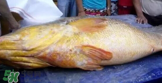 黃唇魚可以買賣嗎？黃唇魚買賣違法嗎？