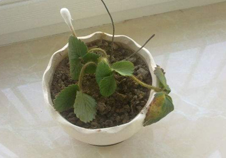 菠蘿莓苗多少錢一顆？菠蘿莓怎么種植