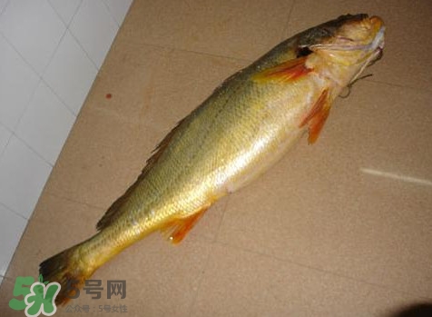 黃唇魚為什么那么貴？黃唇魚為什么這么貴