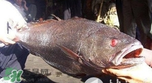 黃唇魚可以養(yǎng)殖嗎？黃唇魚能養(yǎng)殖嗎？