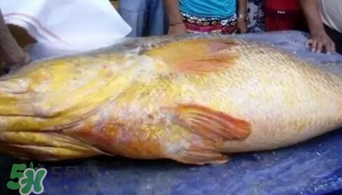 黃唇魚為什么那么貴？黃唇魚為什么這么貴
