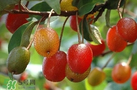 羊奶子什么時候成熟？羊奶子什么樣子