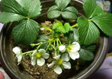 菠蘿莓種子哪里有賣？哪里能買得到菠蘿莓種子？