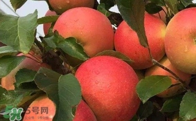 紅心蘋果多少錢一斤？紅肉蘋果價格