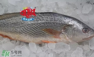 黃唇魚(yú)是黃花魚(yú)嗎？黃唇魚(yú)是黃魚(yú)嗎？