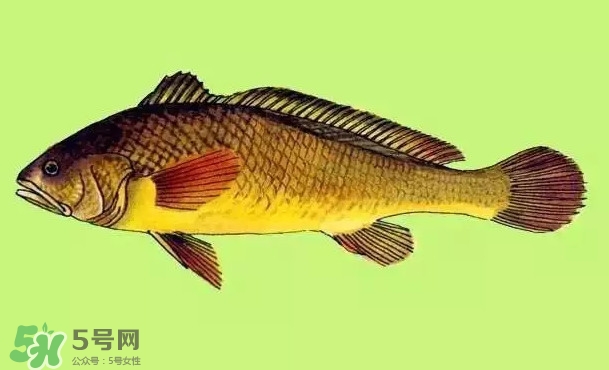 黃唇魚(yú)是黃花魚(yú)嗎？黃唇魚(yú)是黃魚(yú)嗎？