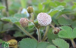 菠蘿莓種子哪里有賣？哪里能買得到菠蘿莓種子？