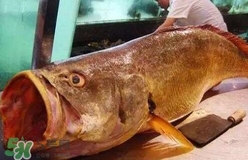 黃唇魚是什么魚？黃唇魚是淡水魚嗎
