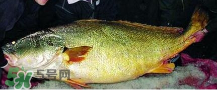 黃唇魚可以買賣嗎？黃唇魚買賣違法嗎？