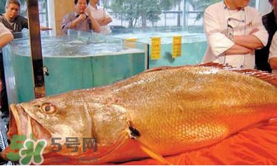 黃唇魚可以買賣嗎？黃唇魚買賣違法嗎？