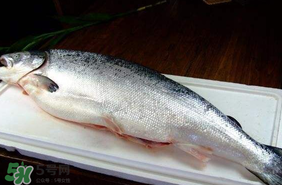三文魚可以放多久？三文魚能放多久？